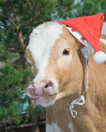 cow-wearing-santa-heat-vert.jpg