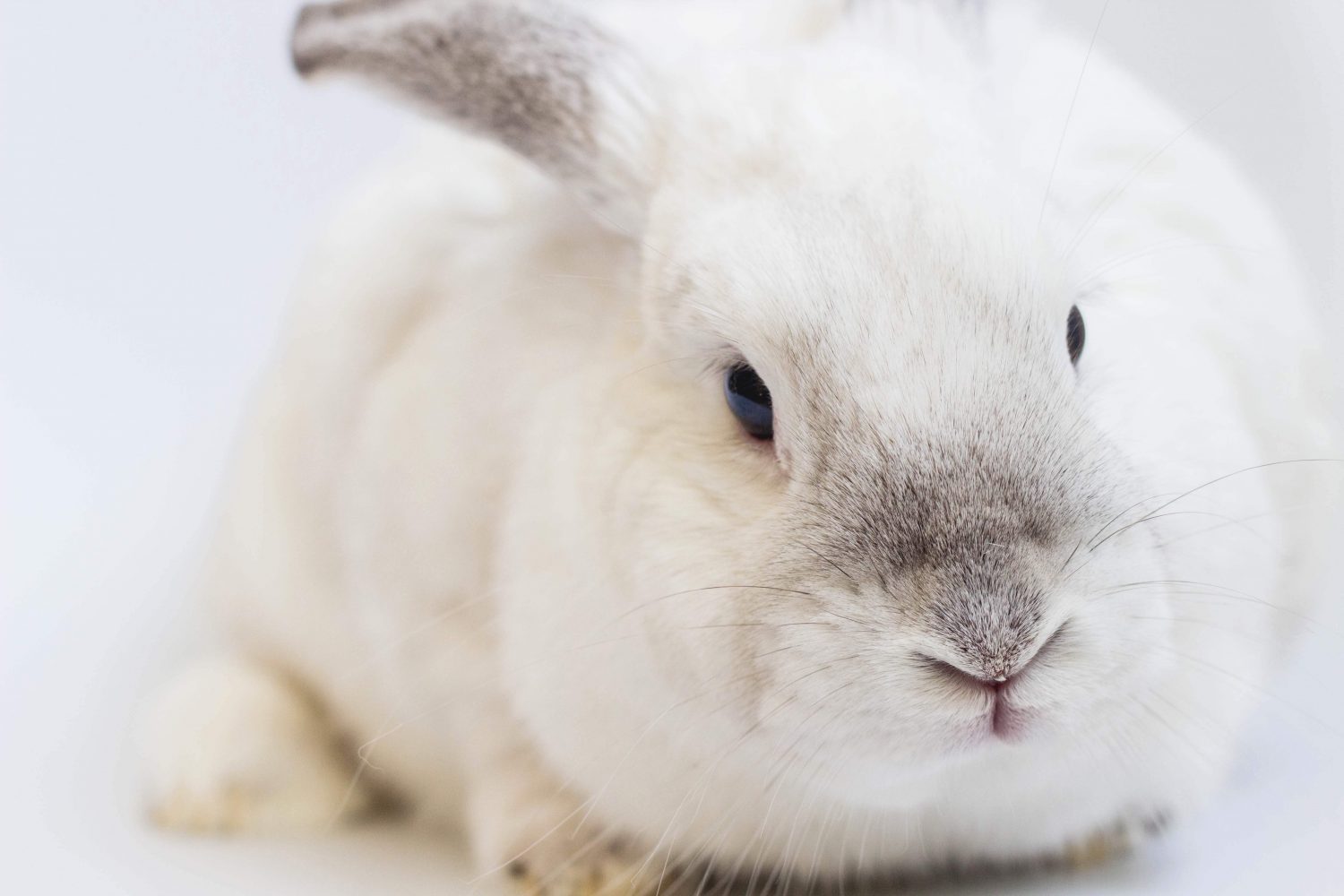 Cruelty-Free Bill Could See End of Cosmetics Animal Testing in Canada - LIVEKINDLY